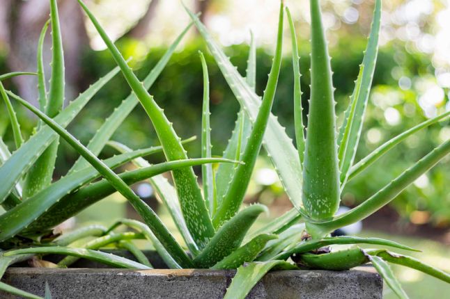 43592230 - close up aloe vera plant, outdoor pots