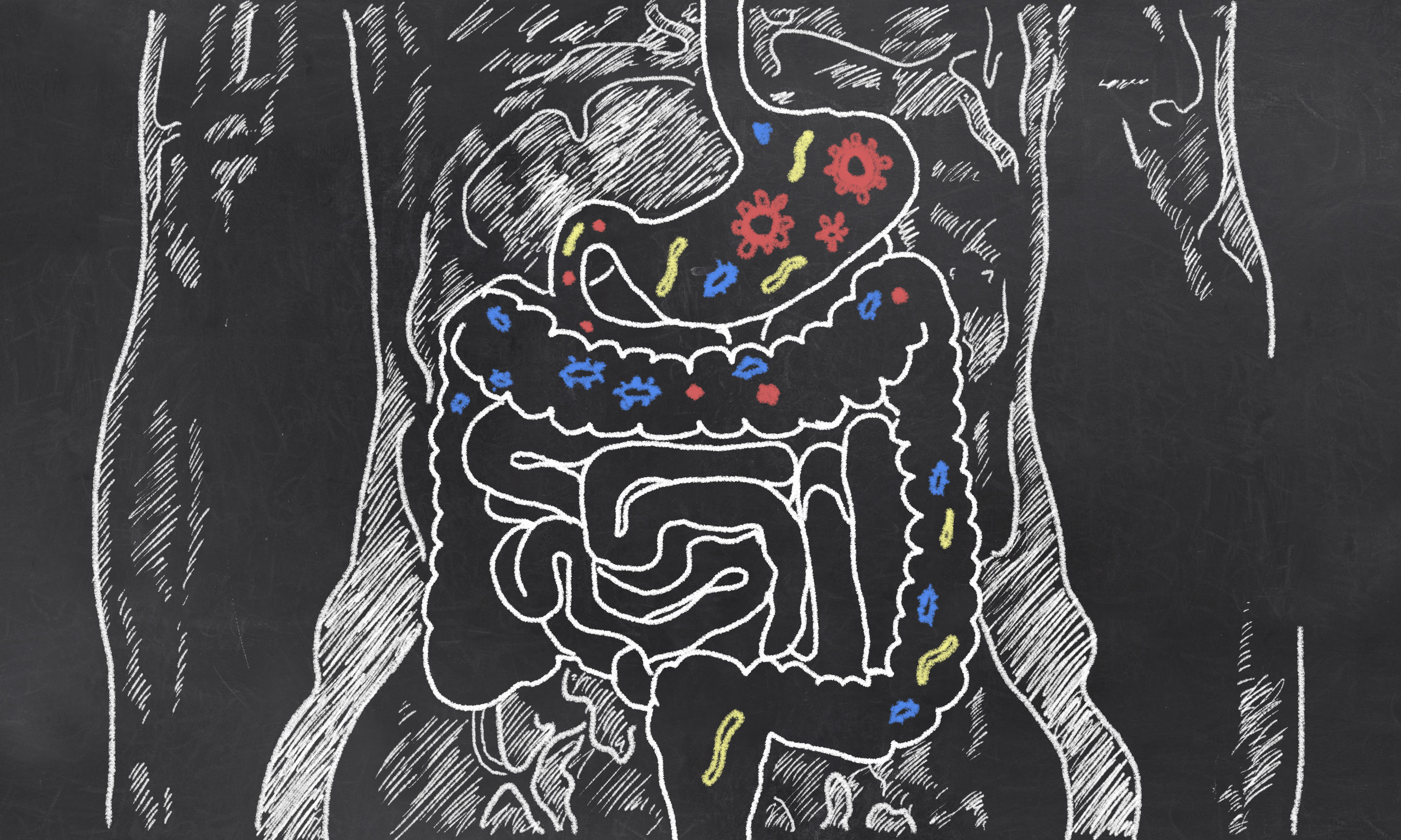 54767380 - intestines with gut bacteria on blackboard