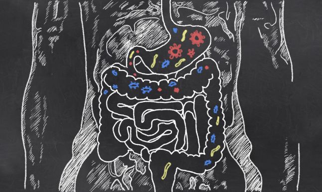 54767380 - intestines with gut bacteria on blackboard