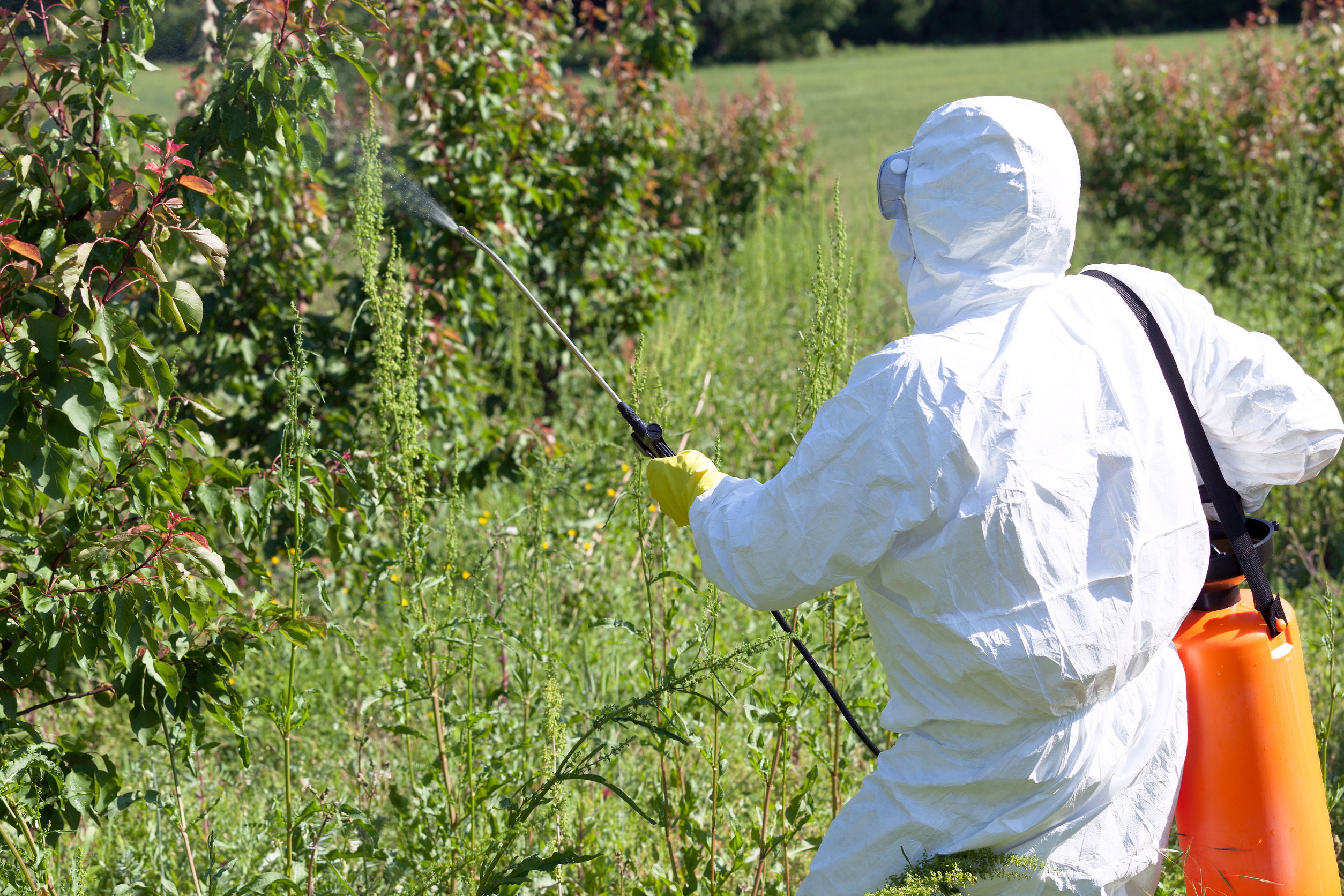 69669648 - farmer spraying toxic pesticides or insecticides in fruit orchard
